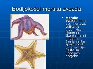 Bodljokošci-morska zvezda
Bodljokošci-morska zvezda

Morske
Morske
zvezde
zvezde imaju
imaju
pet, krakova,
pet, krakova,
velike su
velike su
grabljivice.
grabljivice.
Hrane se
Hrane se
školjkama ali
školjkama ali
i ribama.
i ribama.
Imaju veliku
Imaju veliku
sposobnost
sposobnost
regeneracije.
regeneracije.
Često su
Često su
upadljivo
upadljivo
obojene.
obojene.
 