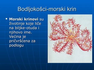 Bodljokošci-morski krin
Bodljokošci-morski krin

Morski krinovi
Morski krinovi su
su
životinje koje liče
životinje koje liče
na biljke-otuda i
na biljke-otuda i
njihovo ime.
njihovo ime.
Većina je
Većina je
pričvršćena za
pričvršćena za
podlogu
podlogu
 
