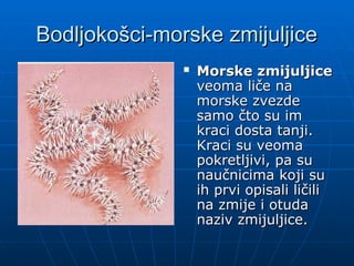 Bodljokošci-morske zmijuljice
Bodljokošci-morske zmijuljice
 Morske zmijuljice
Morske zmijuljice
veoma liče na
veoma liče na
morske zvezde
morske zvezde
samo čto su im
samo čto su im
kraci dosta tanji.
kraci dosta tanji.
Kraci su veoma
Kraci su veoma
pokretljivi, pa su
pokretljivi, pa su
naučnicima koji su
naučnicima koji su
ih prvi opisali ličili
ih prvi opisali ličili
na zmije i otuda
na zmije i otuda
naziv zmijuljice.
naziv zmijuljice.
 