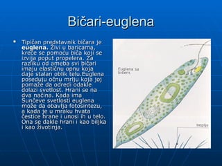 Bičari-euglena
Bičari-euglena

Tipičan predstavnik bičara je
Tipičan predstavnik bičara je
euglena.
euglena. Živi u baricama,
Živi u baricama,
kreće se pomoću biča koji se
kreće se pomoću biča koji se
izvija poput propelera. Za
izvija poput propelera. Za
razliku od ameba svi bičari
razliku od ameba svi bičari
imaju elastičnu opnu koja
imaju elastičnu opnu koja
daje stalan oblik telu.Euglena
daje stalan oblik telu.Euglena
poseduju očnu mrlju koja joj
poseduju očnu mrlju koja joj
pomaže da odredi odakle
pomaže da odredi odakle
dolazi svetlost. Hrani se na
dolazi svetlost. Hrani se na
dva načina. Kada ima
dva načina. Kada ima
Sunčeve svetlosti euglena
Sunčeve svetlosti euglena
može da obavlja fotosintezu,
može da obavlja fotosintezu,
a kada je u mraku hvata
a kada je u mraku hvata
čestice hrane i unosi ih u telo.
čestice hrane i unosi ih u telo.
Ona se dakle hrani i kao biljka
Ona se dakle hrani i kao biljka
i kao životinja.
i kao životinja.
 
