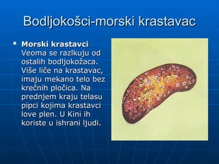 Bodljokošci-morski krastavac
Bodljokošci-morski krastavac

Morski krastavci
Morski krastavci
Veoma se razlkuju od
Veoma se razlkuju od
ostalih bodljokožaca.
ostalih bodljokožaca.
Više liče na krastavac,
Više liče na krastavac,
imaju mekano telo bez
imaju mekano telo bez
krečnih pločica. Na
krečnih pločica. Na
prednjem kraju telasu
prednjem kraju telasu
pipci kojima krastavci
pipci kojima krastavci
love plen. U Kini ih
love plen. U Kini ih
koriste u ishrani ljudi.
koriste u ishrani ljudi.
 