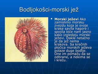 Bodljokošci-morski jež
Bodljokošci-morski jež

Morski ježevi
Morski ježevi Ako
Ako
zamislimo morsku
zamislimo morsku
zvezdu koja je svoje
zvezdu koja je svoje
krake savila nagore i
krake savila nagore i
spojila biće nam jasno
spojila biće nam jasno
kako izgledaju morski
kako izgledaju morski
ježevi. Dakle netačno
ježevi. Dakle netačno
je da jež nema
je da jež nema
krakova. Sa krečnih
krakova. Sa krečnih
pločica morskih ježeva
pločica morskih ježeva
polaze duge bodlje.
polaze duge bodlje.
One im pomažu da se
One im pomažu da se
odbrane, a nekima se
odbrane, a nekima se
i kreću.
i kreću.
 