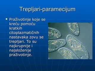 Trepljari-paramecijum
Trepljari-paramecijum

Praživotinje koje se
Praživotinje koje se
kreću pomoću
kreću pomoću
kratkih
kratkih
citoplazmatičnih
citoplazmatičnih
nastavaka zovu se
nastavaka zovu se
trepljari. To su
trepljari. To su
najkrupnije i
najkrupnije i
najsloženije
najsloženije
praživotinje.
praživotinje.
 