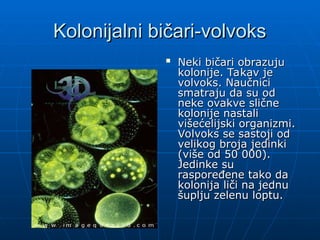 Kolonijalni bičari-volvoks
Kolonijalni bičari-volvoks

Neki bičari obrazuju
Neki bičari obrazuju
kolonije. Takav je
kolonije. Takav je
volvoks. Naučnici
volvoks. Naučnici
smatraju da su od
smatraju da su od
neke ovakve slične
neke ovakve slične
kolonije nastali
kolonije nastali
višećelijski organizmi.
višećelijski organizmi.
Volvoks se sastoji od
Volvoks se sastoji od
velikog broja jedinki
velikog broja jedinki
(više od 50 000).
(više od 50 000).
Jedinke su
Jedinke su
raspoređene tako da
raspoređene tako da
kolonija liči na jednu
kolonija liči na jednu
šuplju zelenu loptu.
šuplju zelenu loptu.
 