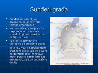 Sunđeri-građa
Sunđeri-građa

Sunđeri su višećelijski
Sunđeri su višećelijski
organizmi najprimitivnije
organizmi najprimitivnije
telesne organizacije
telesne organizacije

Nemaju tkiva, a ćelije su im
Nemaju tkiva, a ćelije su im
raspoređene u dva sloja
raspoređene u dva sloja
između kojih se nalazi jedna
između kojih se nalazi jedna
pihtijasta masa
pihtijasta masa

Telo im je asimetrično i
Telo im je asimetrično i
sastoji se od središnje duplje
sastoji se od središnje duplje
koja je u vezi
koja je u vezi sa spoljasnjom
sa spoljasnjom
sredinom preko velikog otvora
sredinom preko velikog otvora
na gornjem delu i mnoštva
na gornjem delu i mnoštva
malih pora sa kanalićima koji
malih pora sa kanalićima koji
prolaze kroz zid do unutrašnje
prolaze kroz zid do unutrašnje
duplje
duplje
 