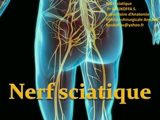 Nerf sciatique
Pr BOUKOFFA S.
Laboratoire d’Anatomie
Médico-chirurgicale Annaba
boukoffas@yahoo.fr
 