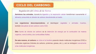 CICLO DEL CARBONO:
Regulación del clima de la Tierra
Asimismo los animales, durante la digestión y la respiración celular transforman nuevamente el
alimento consumido en dióxido de carbono devolviéndolo al medio.
Los organismos descomponedores, al desintegrar vegetales o animales muertos,
también devuelven al aire carbono como CO2.
Otra fuente de dióxido de carbono es la obtención de energía por la combustión de materia
orgánica, como la leña y los combustibles fósiles
.
De esta manera, el carbono se cicla en la biosfera pasando desde moléculas inorgánicas (CO2) a
moléculas orgánicas (hidratos de carbono, proteínas, grasas, etc.), y así se reintegran nuevamente
a las moléculas inorgánicas.
 