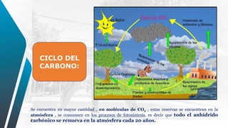 CICLO DEL
CARBONO:
Se encuentra en mayor cantidad , en moléculas de CO2 , estas reservas se encuentran en la
atmósfera , se consumen en los procesos de fotosíntesis, es decir que todo el anhídrido
carbónico se renueva en la atmósfera cada 20 años.
 