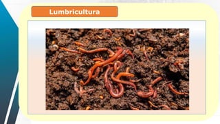 Lumbricultura
 