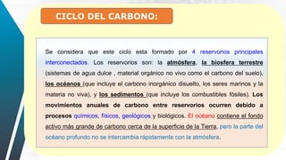 CICLO DEL CARBONO:
Se considera que este ciclo esta formado por 4 reservorios principales
interconectados. Los reservorios son: la atmósfera, la biosfera terrestre
(sistemas de agua dulce , material orgánico no vivo como el carbono del suelo),
los océanos (que incluye el carbono inorgánico disuelto, los seres marinos y la
materia no viva), y los sedimentos (que incluye los combustibles fósiles). Los
movimientos anuales de carbono entre reservorios ocurren debido a
procesos químicos, físicos, geológicos y biológicos. El océano contiene el fondo
activo más grande de carbono cerca de la superficie de la Tierra, pero la parte del
océano profundo no se intercambia rápidamente con la atmósfera.
 