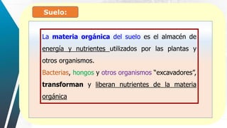 Suelo:
La materia orgánica del suelo es el almacén de
energía y nutrientes utilizados por las plantas y
otros organismos.
Bacterias, hongos y otros organismos “excavadores”,
transforman y liberan nutrientes de la materia
orgánica
 