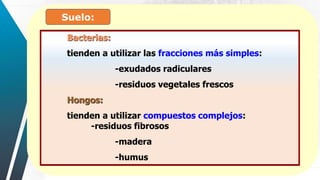 Suelo:
Bacterias:
tienden a utilizar las fracciones más simples:
-exudados radiculares
-residuos vegetales frescos
Hongos:
tienden a utilizar compuestos complejos:
-residuos fibrosos
-madera
-humus
 