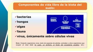 Componentes de vida libre de la biota del
suelo:
bacterias
hongos
algas
fauna
virus, únicamente sobre células vivas
Biota: Conjunto organismos vivos, tanto de especies de plantas, animales u otros organismos que
ocupan un área dada (el suelo, un territorio, el fondo del ecosistema acuático, etc.).
 