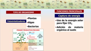 Captura de energía
•Uso de la energía solar
para fijar CO2
•Adición de materia
orgánica al suelo
Fotosintetizadores
•Plantas
•Algas
•Bacterias
TIPO DE ORGANISMO
FUNCIONES PRINCIPALES
 