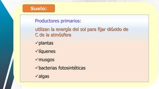 Suelo:
Productores primarios:
utilizan la energía del sol para fijar dióxido de
C de la atmósfera
plantas
líquenes
musgos
bacterias fotosintéticas
algas
 