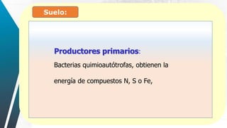 Suelo:
Productores primarios:
Bacterias quimioautótrofas, obtienen la
energía de compuestos N, S o Fe,
 
