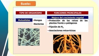 Suelo:
Mejora del crecimiento vegetal
• Protección de las raíces de las
plantas frente a patógenos
• Fijación de N2
• Asociaciones micorrícicas
Mutualistas •Hongos
•Bacterias
TIPO DE ORGANISMO FUNCIONES PRINCIPALES
 