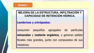 Suelo:
MEJORA DE LA ESTRUCTURA, INFILTRACIÓN Y
CAPACIDAD DE RETENCIÓN HÍDRICA.
Lombrices y artrópodos:
consumen pequeños agregados de partículas
minerales y materia orgánica, y generan pellets
fecales más grandes, junto con compuestos de sus
intestinos.
 