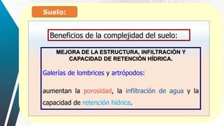 Suelo:
Beneficios de la complejidad del suelo:
MEJORA DE LA ESTRUCTURA, INFILTRACIÓN Y
CAPACIDAD DE RETENCIÓN HÍDRICA.
Galerías de lombrices y artrópodos:
aumentan la porosidad, la infiltración de agua y la
capacidad de retención hídrica.
 