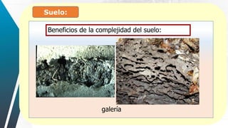 Suelo:
Beneficios de la complejidad del suelo:
galería
 