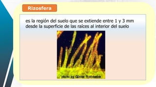 Rizosfera
:
es la región del suelo que se extiende entre 1 y 3 mm
desde la superficie de las raíces al interior del suelo
 