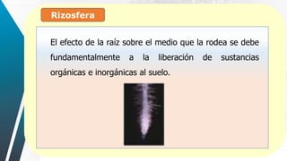 Rizosfera
:
El efecto de la raíz sobre el medio que la rodea se debe
fundamentalmente a la liberación de sustancias
orgánicas e inorgánicas al suelo.
 