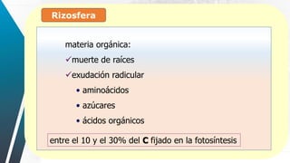 Rizosfera
:
materia orgánica:
muerte de raíces
exudación radicular
• aminoácidos
• azúcares
• ácidos orgánicos
entre el 10 y el 30% del C fijado en la fotosíntesis
 