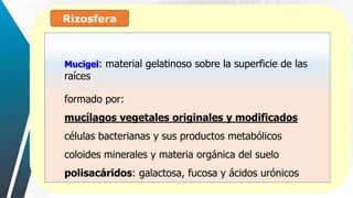 Rizosfera
:
Mucigel: material gelatinoso sobre la superficie de las
raíces
formado por:
mucílagos vegetales originales y modificados
células bacterianas y sus productos metabólicos
coloides minerales y materia orgánica del suelo
polisacáridos: galactosa, fucosa y ácidos urónicos
 
