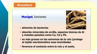 Rizosfera
:
Mucigel, funciones
alimento de bacterias
absorbe minerales de arcilla, especies tóxicas de Al
y metales pesados como Cu, Cd y Pb.
es más grueso en los extremos de la raíz (protege
al tejido meristemático esas toxicidades
favorece el contacto entre la raíz y el suelo,
 