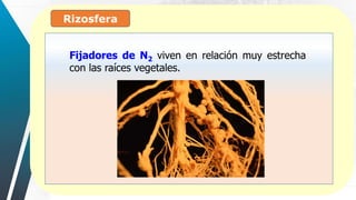 Rizosfera
:
Fijadores de N2 viven en relación muy estrecha
con las raíces vegetales.
 