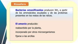 Bacterias amonificantes producen NH3 a partir
de los aminoácidos exudados y de las proteínas
presentes en los restos de las raíces.
El amonio producido:
reabsorbido por la planta,
incorporado por otros microorganismos
fijarse a las arcillas
Rizosfera
:
 