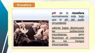 pH de la rizosfera
normalmente más bajo
que el pH del suelo
circundante.
valores bajos disminuyen
las poblaciones
microbianas, pero
favorecen el crecimiento
de los hongos
micorrizantes.
Rizosfera
:
 