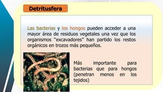 Detritusfera
:
Las bacterias y los hongos pueden acceder a una
mayor área de residuos vegetales una vez que los
organismos “excavadores” han partido los restos
orgánicos en trozos más pequeños.
Más importante para
bacterias que para hongos
(penetran menos en los
tejidos)
 