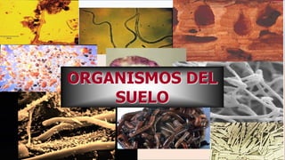 ORGANISMOS DEL
SUELO
 