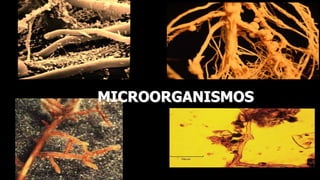 MICROORGANISMOS
 