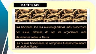 BACTERIAS
:
Las bacterias son los microorganismos más numerosos
del suelo, además de ser los organismos más
abundantes sobre la Tierra
Las células bacterianas se componen fundamentalmente
de peptidoglicano
 