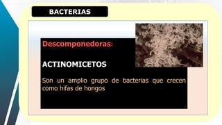BACTERIAS
:
Descomponedoras:
ACTINOMICETOS
Son un amplio grupo de bacterias que crecen
como hifas de hongos
 