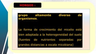 HONGOS :
grupo altamente diverso de
organismos.
La forma de crecimiento del micelio está
bien adaptada a la heterogeneidad del suelo
(fuentes de nutrientes separadas por
grandes distancias a escala micobiana)
 