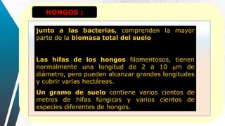 HONGOS :
junto a las bacterias, comprenden la mayor
parte de la biomasa total del suelo
Las hifas de los hongos filamentosos, tienen
normalmente una longitud de 2 a 10 m de
diámetro, pero pueden alcanzar grandes longitudes
y cubrir varias hectáreas.
Un gramo de suelo contiene varios cientos de
metros de hifas fúngicas y varios cientos de
especies diferentes de hongos.
 