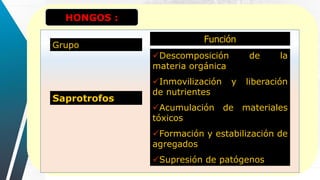 HONGOS :
Grupo
Función
Saprotrofos
Descomposición de la
materia orgánica
Inmovilización y liberación
de nutrientes
Acumulación de materiales
tóxicos
Formación y estabilización de
agregados
Supresión de patógenos
 