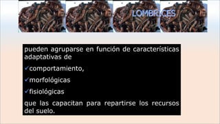 pueden agruparse en función de características
adaptativas de
comportamiento,
morfológicas
fisiológicas
que las capacitan para repartirse los recursos
del suelo.
LOMBRICES
 