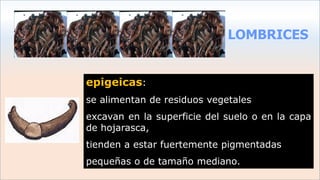 LOMBRICES
epigeicas:
se alimentan de residuos vegetales
excavan en la superficie del suelo o en la capa
de hojarasca,
tienden a estar fuertemente pigmentadas
pequeñas o de tamaño mediano.
 