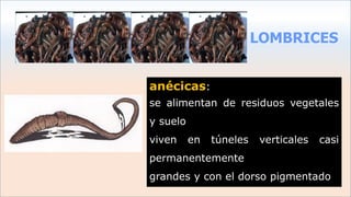 LOMBRICES
anécicas:
se alimentan de residuos vegetales
y suelo
viven en túneles verticales casi
permanentemente
grandes y con el dorso pigmentado
 
