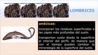 LOMBRICES
anécicas:
incorporan los residuos superficiales a
las capas más profundas del suelo.
transportan suelo desde la superficie
al interior del perfil, de manera que
con el tiempo pueden cambiar la
mineralogía de la superficie del suelo.
 