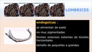 LOMBRICES
endogeicas :
se alimentan de suelo
no muy pigmentadas
forman extensos sistemas de túneles
horizontales
tamaño de pequeñas a grandes
 