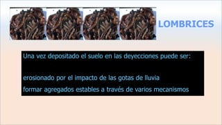 LOMBRICES
Una vez depositado el suelo en las deyecciones puede ser:
erosionado por el impacto de las gotas de lluvia
formar agregados estables a través de varios mecanismos
 