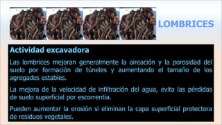 LOMBRICES
Actividad excavadora
Las lombrices mejoran generalmente la aireación y la porosidad del
suelo por formación de túneles y aumentando el tamaño de los
agregados estables.
La mejora de la velocidad de infiltración del agua, evita las pérdidas
de suelo superficial por escorrentía.
Pueden aumentar la erosión si eliminan la capa superficial protectora
de residuos vegetales.
 