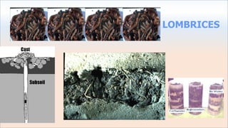 LOMBRICES
 