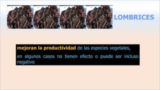 LOMBRICES
mejoran la productividad de las especies vegetales,
en algunos casos no tienen efecto o puede ser incluso
negativo
 