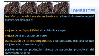 LOMBRICES
Los efectos beneficiosos de las lombrices sobre el desarrollo vegetal
pueden ser debidos a:
mejora de la disponibilidad de nutrientes y agua
mejora de la estructura del suelo
estimulación de los microorganismos o de productos microbianos que
mejoran el crecimiento vegetal
posiblemente por producción directa de sustancias promotoras del
crecimiento vegetal
 
